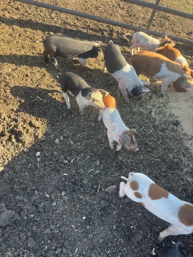 Weaner Pigs
