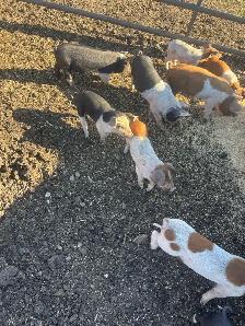 Weaner Pigs