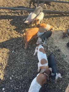Weaner Pigs - Photo 2