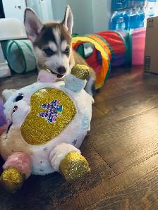 Last Two Husky Puppies