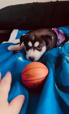 Last Two Husky Puppies - Photo 3