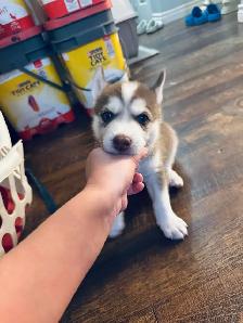 Last Two Husky Puppies - Photo 4