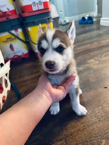 Last Two Husky Puppies - Photo 5