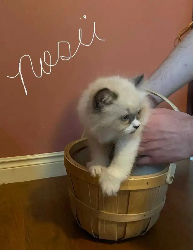 Himalayan Persian silver point kittens