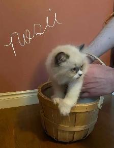Himalayan Persian silver point kittens
