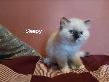 Himalayan Persian silver point kittens - Photo 2