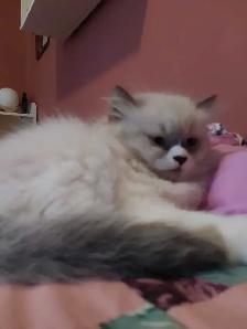Himalayan Persian silver point kittens - Photo 3