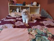 Himalayan Persian silver point kittens - Photo 4