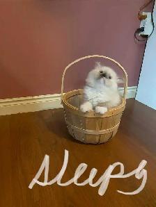 Himalayan Persian silver point kittens - Photo 5