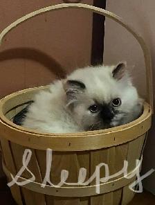 Himalayan Persian silver point kittens - Photo 6