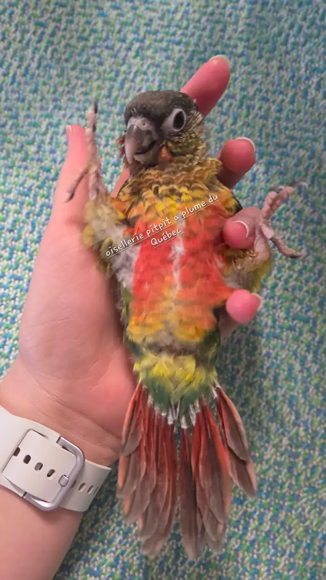 Bébé conure