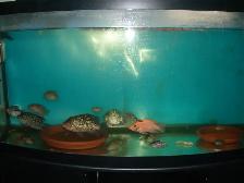FOR SALE RED TEXAS AND GREEN TEXAS IN MY TANK