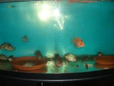 FOR SALE RED TEXAS AND GREEN TEXAS IN MY TANK - Photo 2