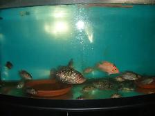 FOR SALE RED TEXAS AND GREEN TEXAS IN MY TANK - Photo 3