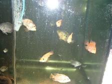 FOR SALE HYBRID TEXAS AND RED MONKEY $15 EACH - Photo 3