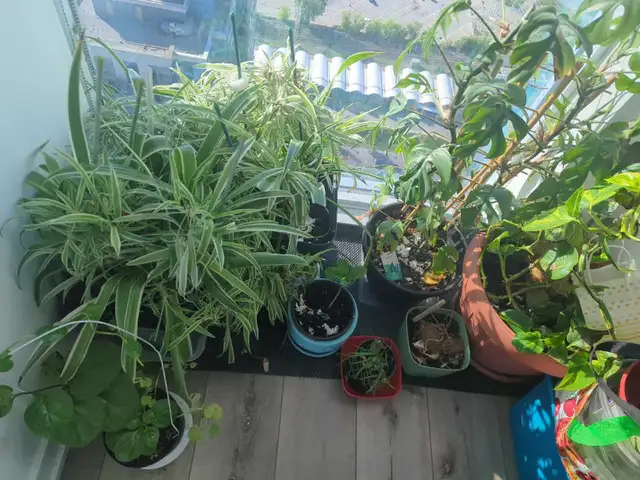Plants for Sale