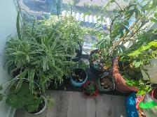 Plants for Sale