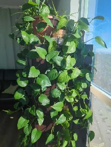 Plants for Sale - Photo 2