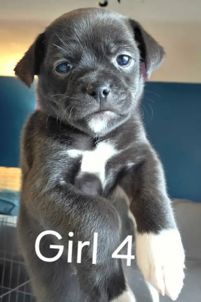 Shih Tzu/ Chihuahua mix