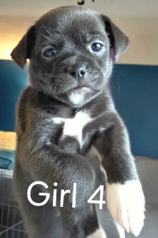 Shih Tzu/ Chihuahua mix