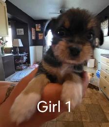 Shih Tzu/ Chihuahua mix - Photo 2