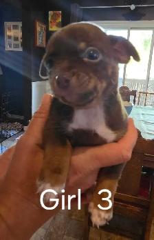 Shih Tzu/ Chihuahua mix - Photo 3