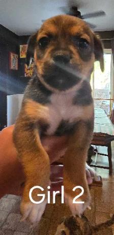 Shih Tzu/ Chihuahua mix - Photo 4