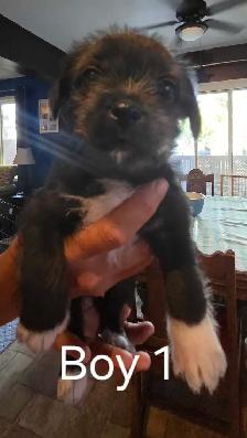 Shih Tzu/ Chihuahua mix - Photo 5