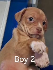 Shih Tzu/ Chihuahua mix - Photo 6