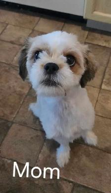 Shih Tzu/ Chihuahua mix - Photo 8