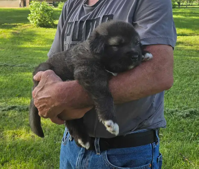 Caucasian Shepherd Puppies