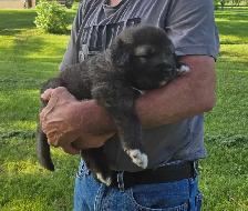 Caucasian Shepherd Puppies