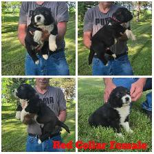 Caucasian Shepherd Puppies - Photo 2