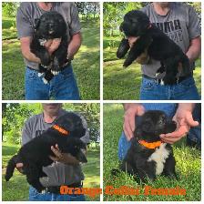 Caucasian Shepherd Puppies - Photo 3