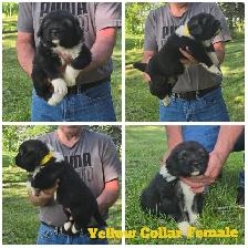 Caucasian Shepherd Puppies - Photo 4