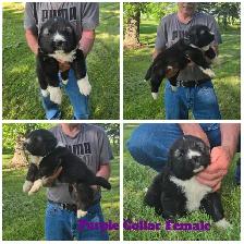 Caucasian Shepherd Puppies - Photo 5