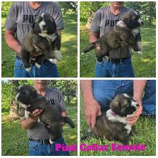 Caucasian Shepherd Puppies - Photo 6