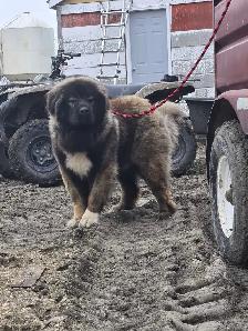 Caucasian Shepherd Puppies - Photo 7