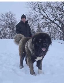 Caucasian Shepherd Puppies - Photo 8