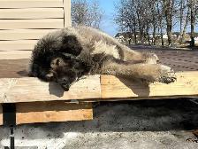 Caucasian Shepherd Puppies - Photo 9