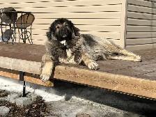 Caucasian Shepherd Puppies - Photo 10