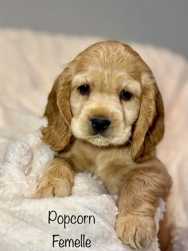 Chiots ÉPAGNEUL COCKER SPANIEL puppies