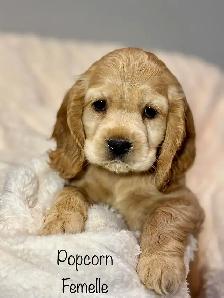 Chiots ÉPAGNEUL COCKER SPANIEL puppies