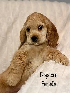 Chiots ÉPAGNEUL COCKER SPANIEL puppies - Photo 2