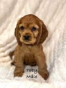 Chiots ÉPAGNEUL COCKER SPANIEL puppies - Photo 3
