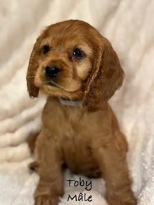 Chiots ÉPAGNEUL COCKER SPANIEL puppies - Photo 4