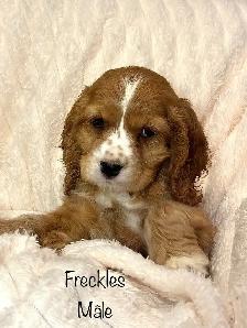 Chiots ÉPAGNEUL COCKER SPANIEL puppies - Photo 6