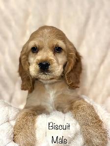 Chiots ÉPAGNEUL COCKER SPANIEL puppies - Photo 7