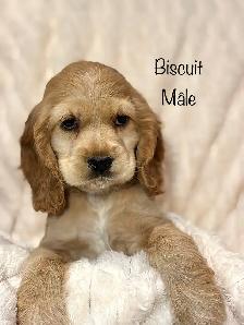 Chiots ÉPAGNEUL COCKER SPANIEL puppies - Photo 8