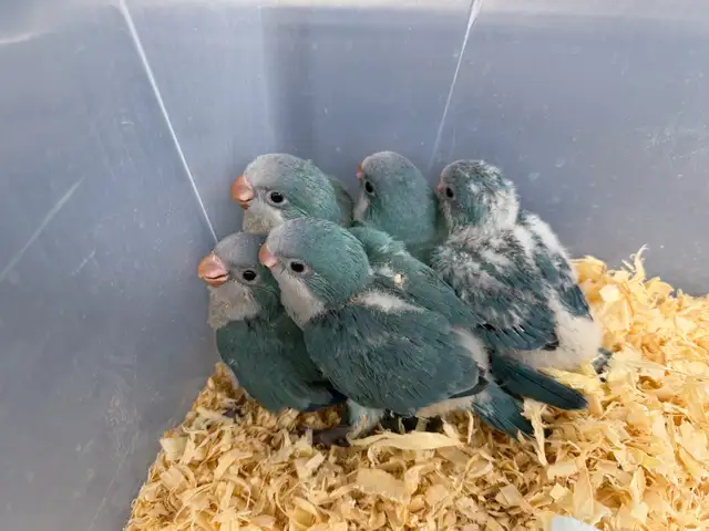 Baby Blue Quaker Parrot